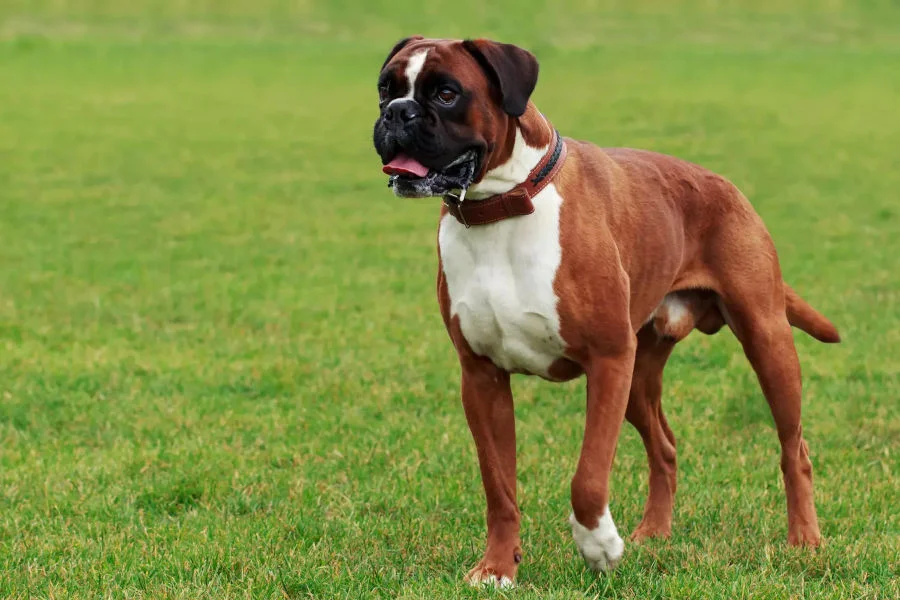 Boxer adulte fauve et blanc dans un jardin