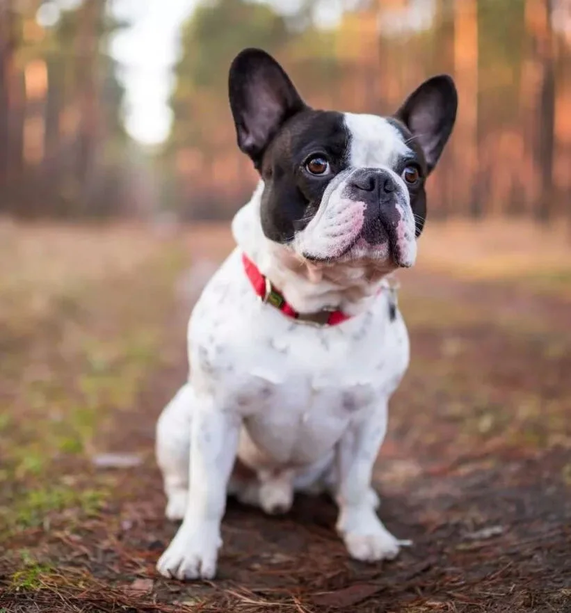 Bouledogue Français adulte en position assise