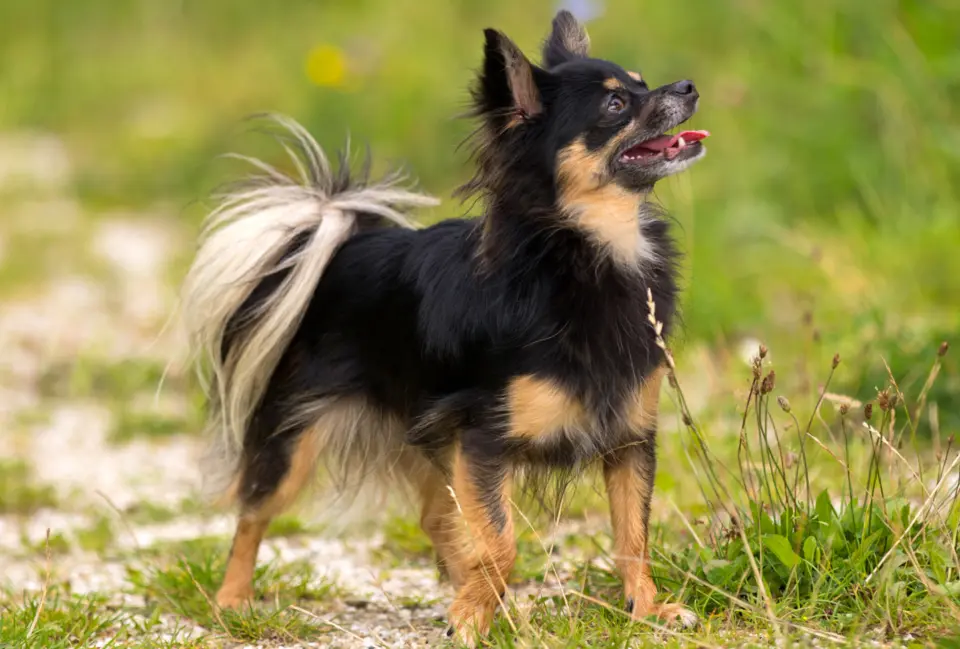 Chihuahua adulte en promenade