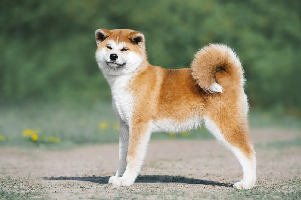 Akita Inu adulte au pelage roux dans un parc japonais