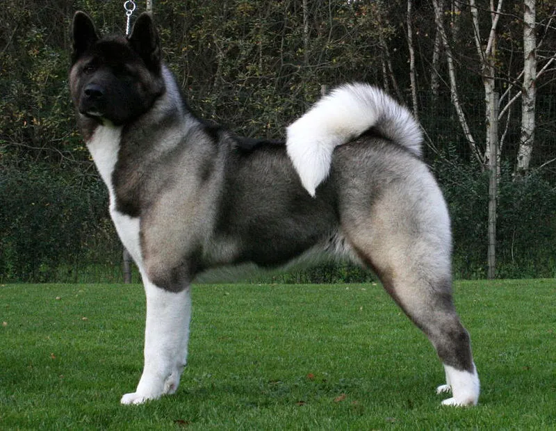 Akita Américain adulte en promenade dans un parc urbain
