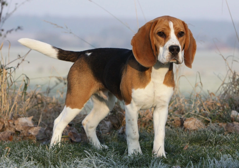 1. Beagle tricolore adulte démontrant ses caractéristiques morphologiques