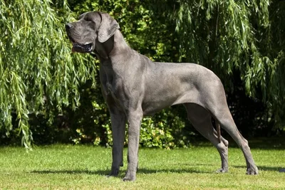Dogue allemand races de chien grande taille