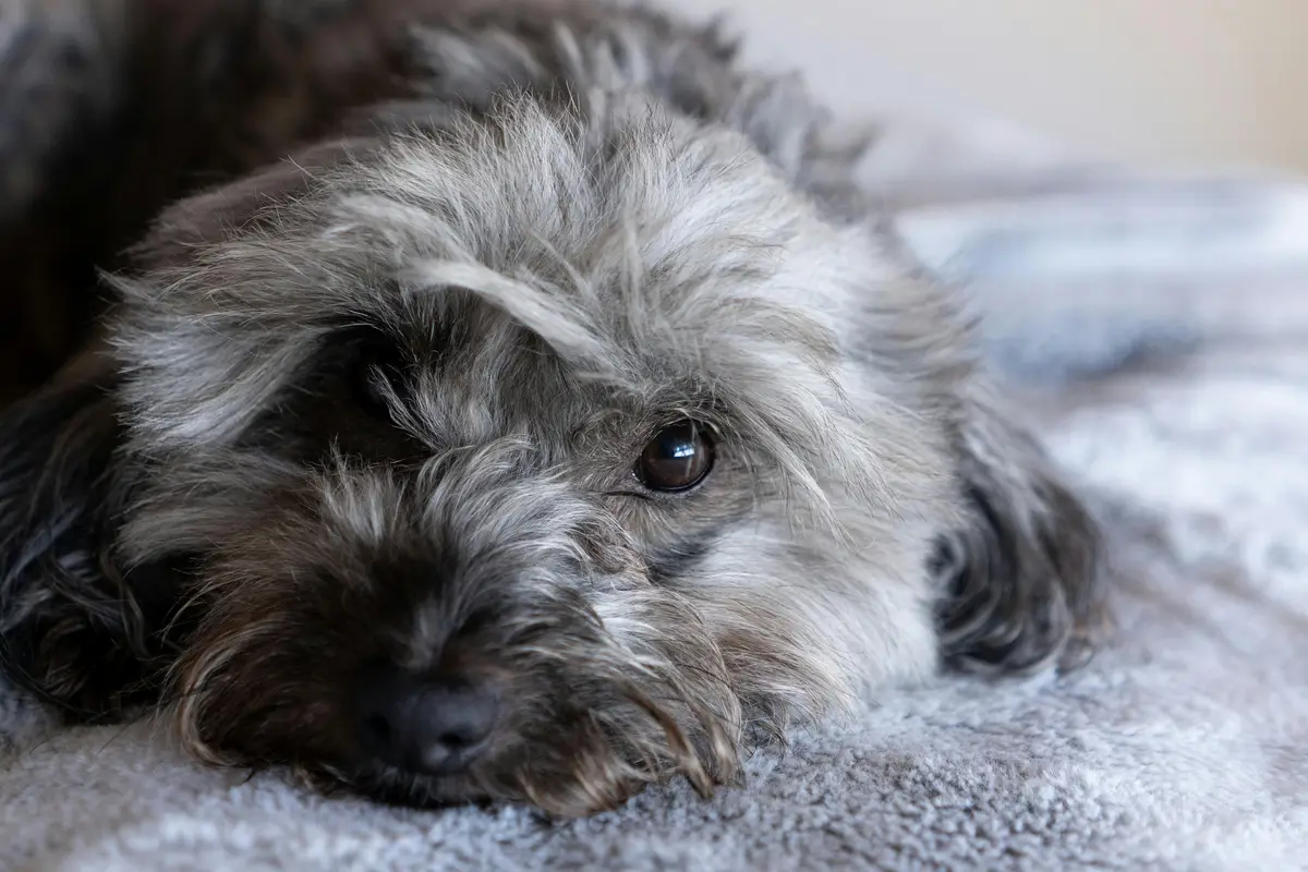 Chien hypoallergénique